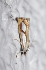 Catoptria pinella