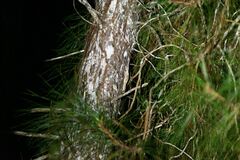 Uroplatus