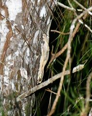 Uroplatus