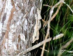 Uroplatus
