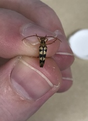 Strangalia luteicornis