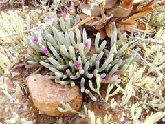 Brianhuntleya intrusa