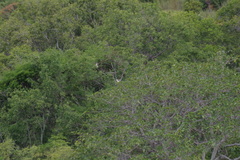 Propithecus verreauxi