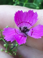 Microbotryum dianthorum