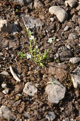 Cherleria biflora