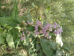 Phlomoides tuberosa