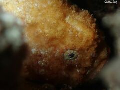 Antennatus tuberosus