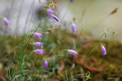 Campanula tanfanii