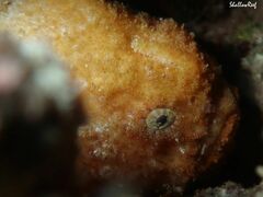 Antennatus tuberosus