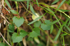 Campanula tanfanii