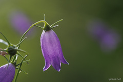 Campanula tanfanii