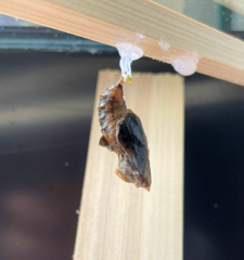 Argynnis paphia tsushimana