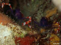 Stenopus tenuirostris