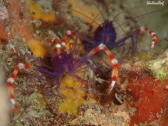 Stenopus tenuirostris