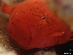 Antennatus tuberosus