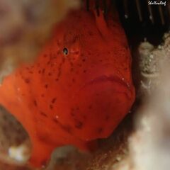 Antennatus tuberosus