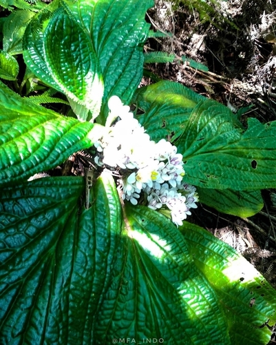 Pentaphragma grandiflorum observed 2018-07-28