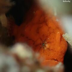 Antennatus tuberosus