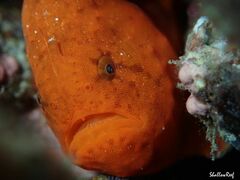 Antennatus tuberosus