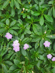 Impatiens sodenii image