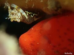 Gnathophyllum americanum