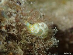 Lamprohaminoea cymbalum