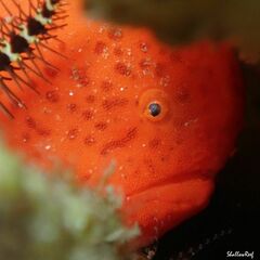 Antennatus tuberosus