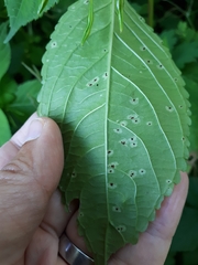 Puccinia komarovii