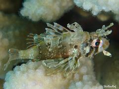 Dendrochirus barberi