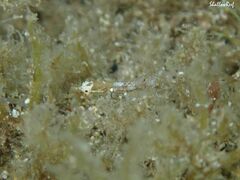 Halicampus edmondsoni