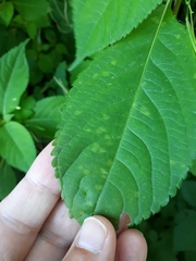 Puccinia komarovii