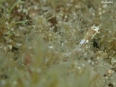 Halicampus edmondsoni