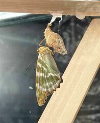 Argynnis paphia tsushimana