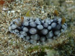 Dendrodoris tuberculosa
