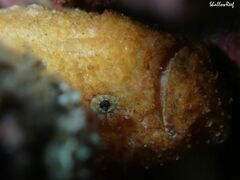 Antennatus tuberosus