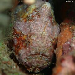 Antennatus tuberosus