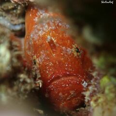 Antennatus tuberosus