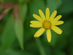 Senecio bombayensis