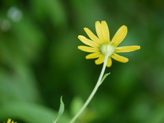 Senecio bombayensis