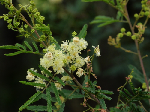 Acacia parvipinnula Tindale