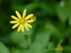 Senecio bombayensis