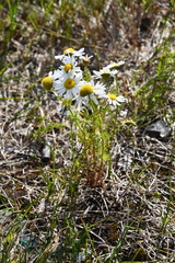 Tripleurospermum hookeri