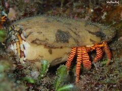 Ciliopagurus strigatus