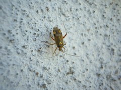 Rhabdomiris striatellus