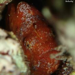 Antennatus tuberosus