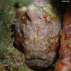 Antennatus tuberosus