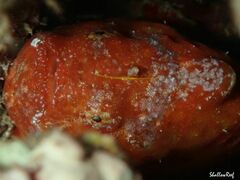 Antennatus tuberosus