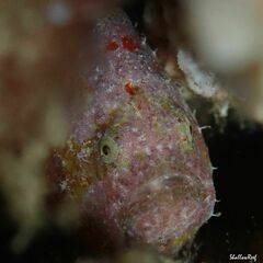 Antennatus tuberosus