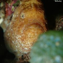 Antennatus tuberosus