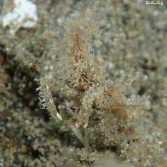 Lambrachaeus ramifer